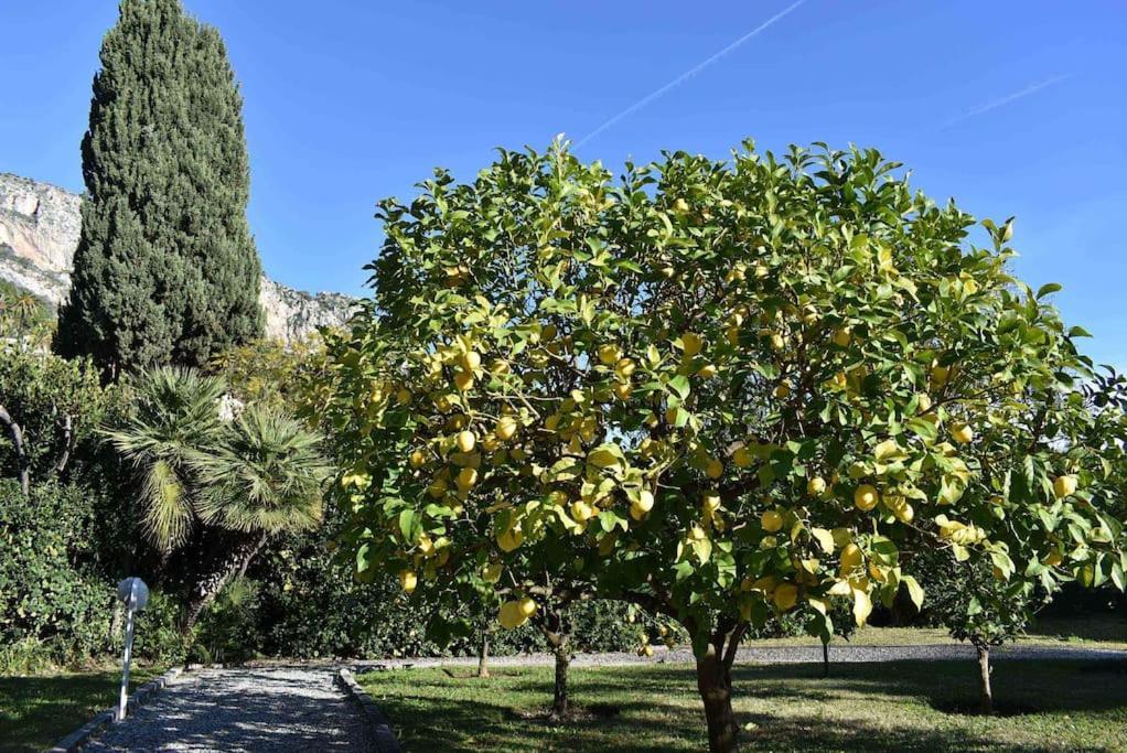 Le Palme Garavan Francia Appartement